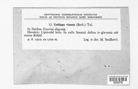 Microbotryum vinosum image